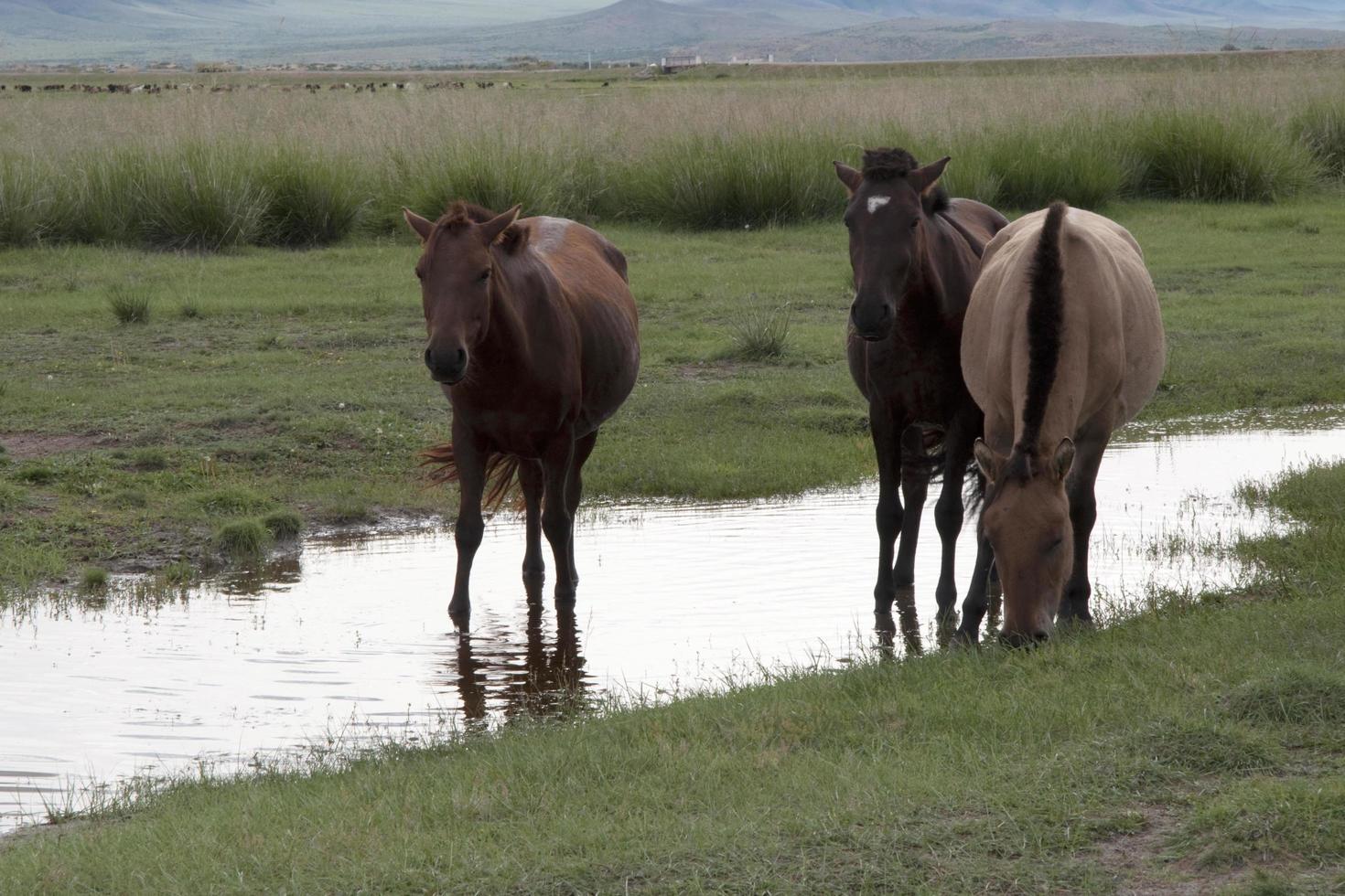 Three beautiful brown horses in a creek. Green landscape in the background. Mongolia photo