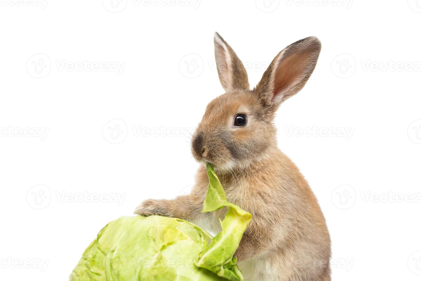 Rabbit with cabbage on white background photo