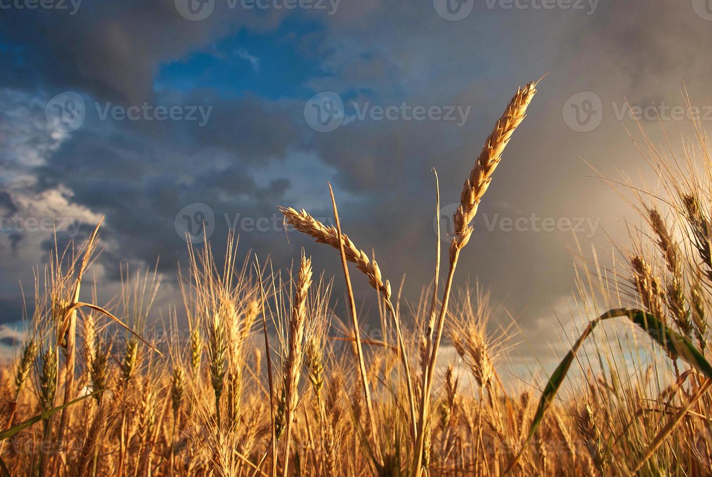 field of wheat in cloudy day in summer photo