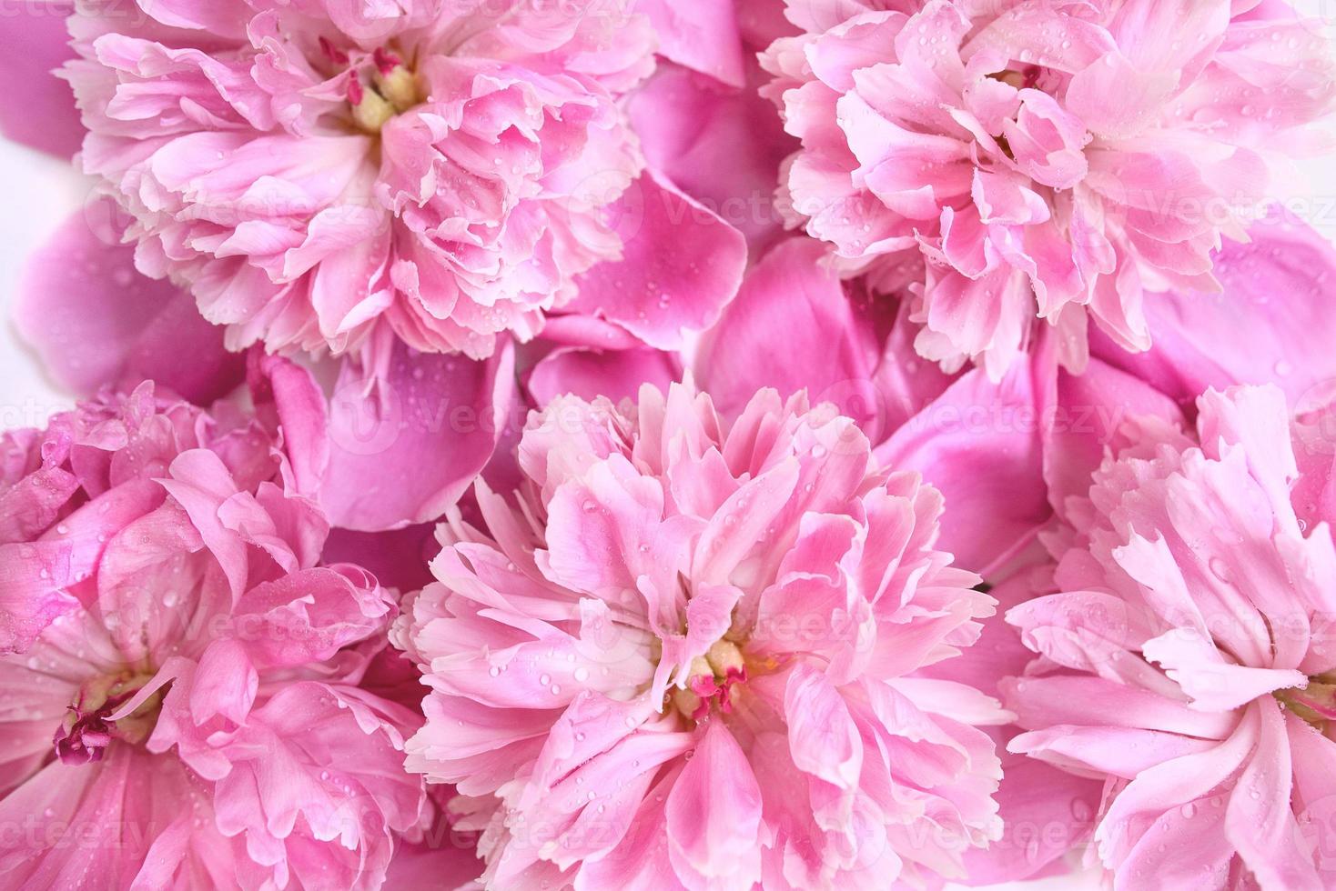 flor de primavera rosa peonía con gotas de agua sobre ella foto