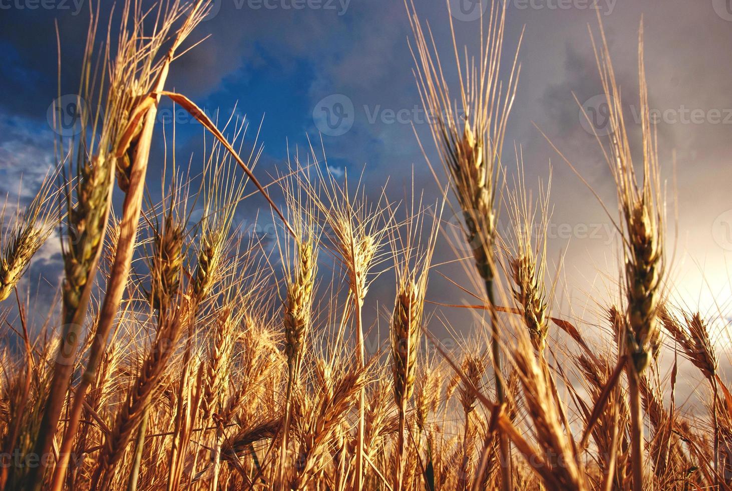 field of wheat in cloudy day in summer photo