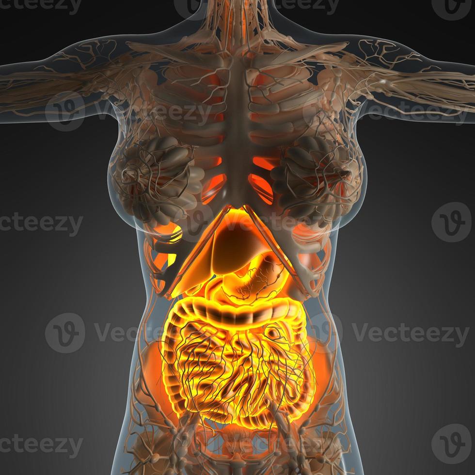 science anatomy of woman body with glow digestive system photo