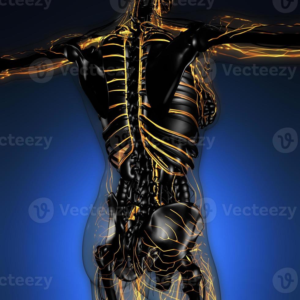 science anatomy of human body in x-ray with glow blood vessels photo