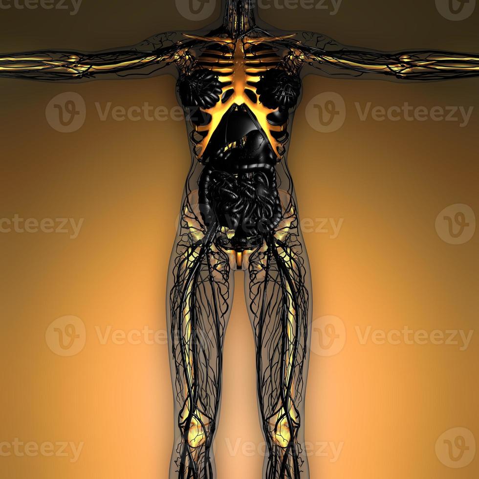 science anatomy of human body in x-ray with glow skeleton bones photo