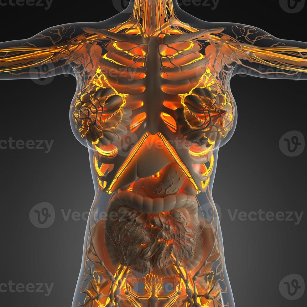 science anatomy of human body in x-ray with glow blood vessels photo