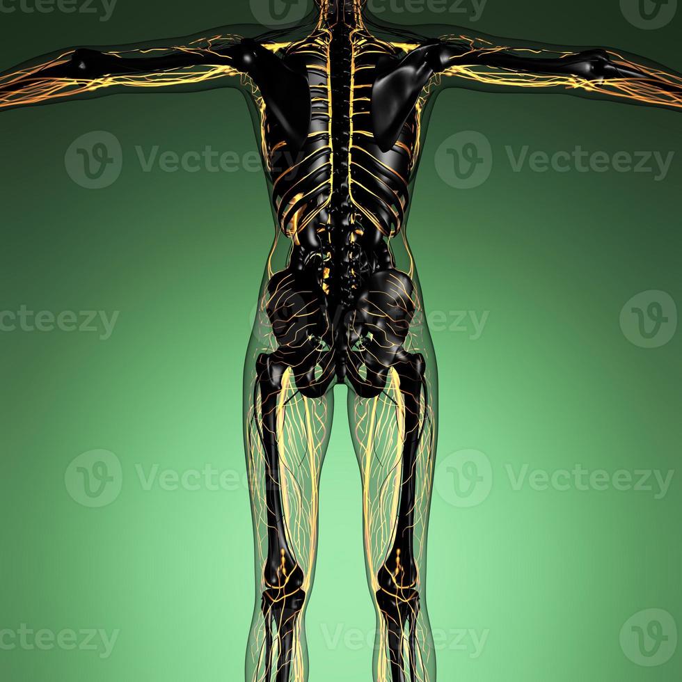 science anatomy of human body in x-ray with glow blood vessels photo