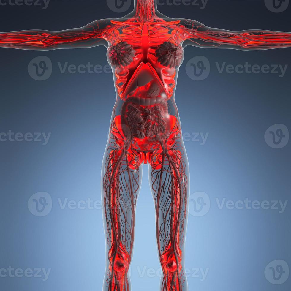 science anatomy of human body in x-ray with glow skeleton bones photo