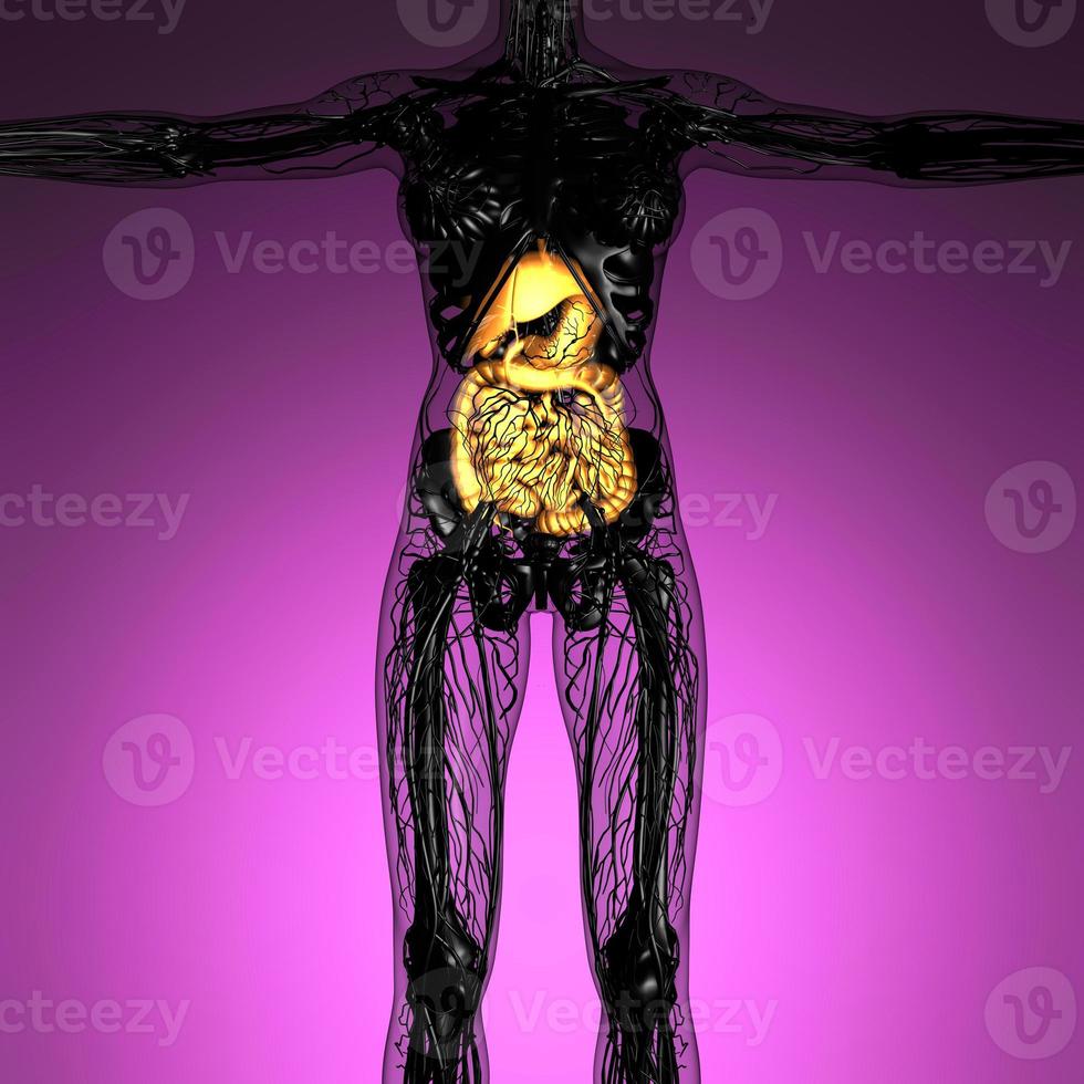 science anatomy of woman body with glow digestive system photo