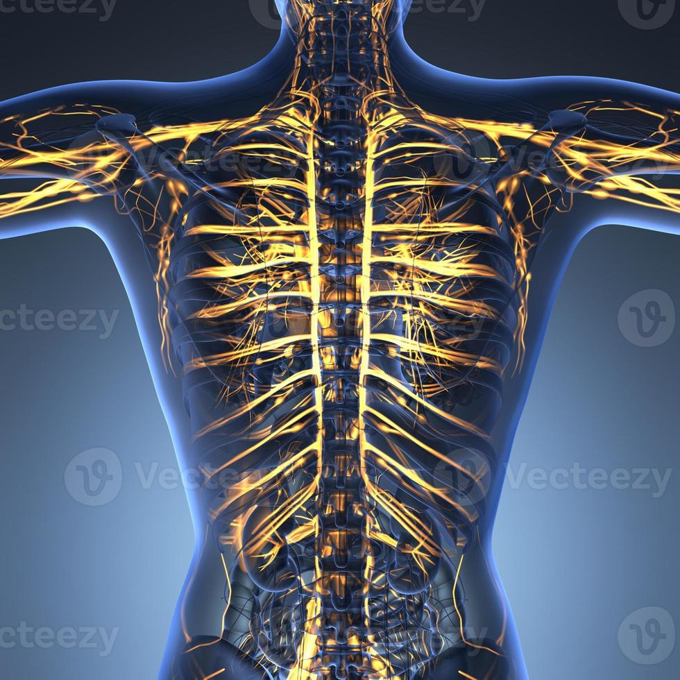 ciencia anatomía del cuerpo humano en rayos x con vasos sanguíneos brillantes foto