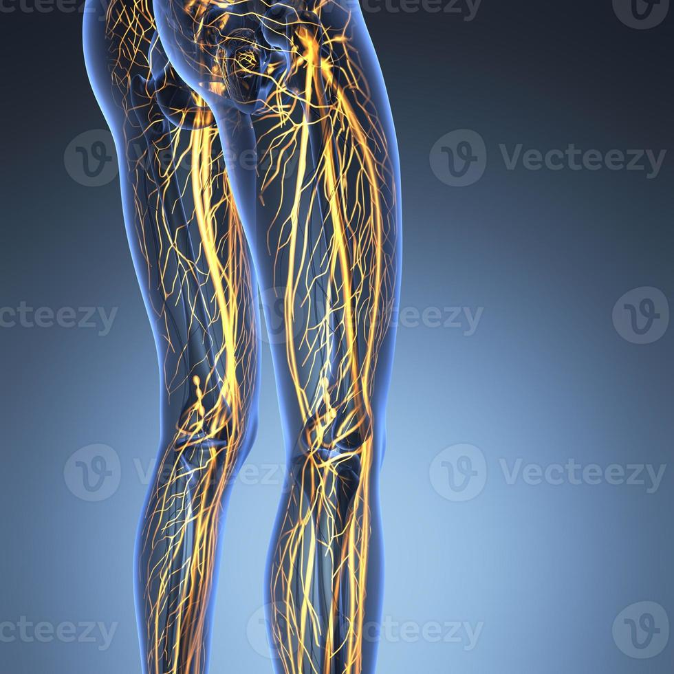 science anatomy of human body in x-ray with glow blood vessels photo