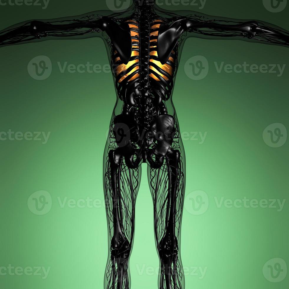 science anatomy of woman body with glow lungs photo