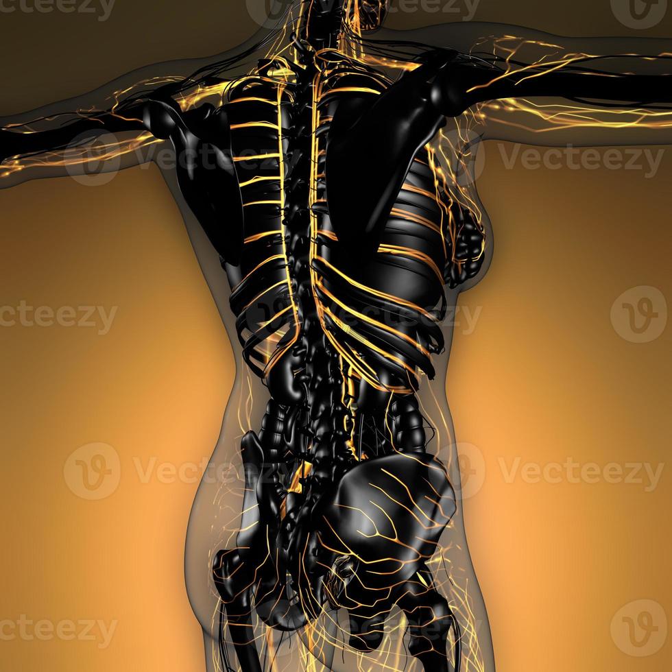 ciencia anatomía del cuerpo humano en rayos x con vasos sanguíneos brillantes foto