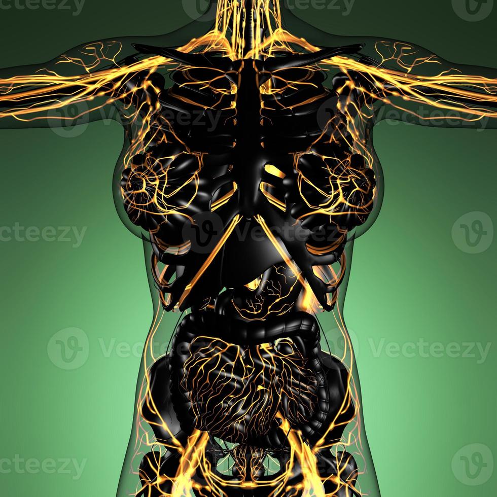 science anatomy of human body in x-ray with glow blood vessels photo