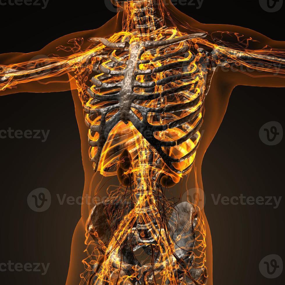 sistema cardiovascular de circulación humana con huesos en cuerpo transparente foto