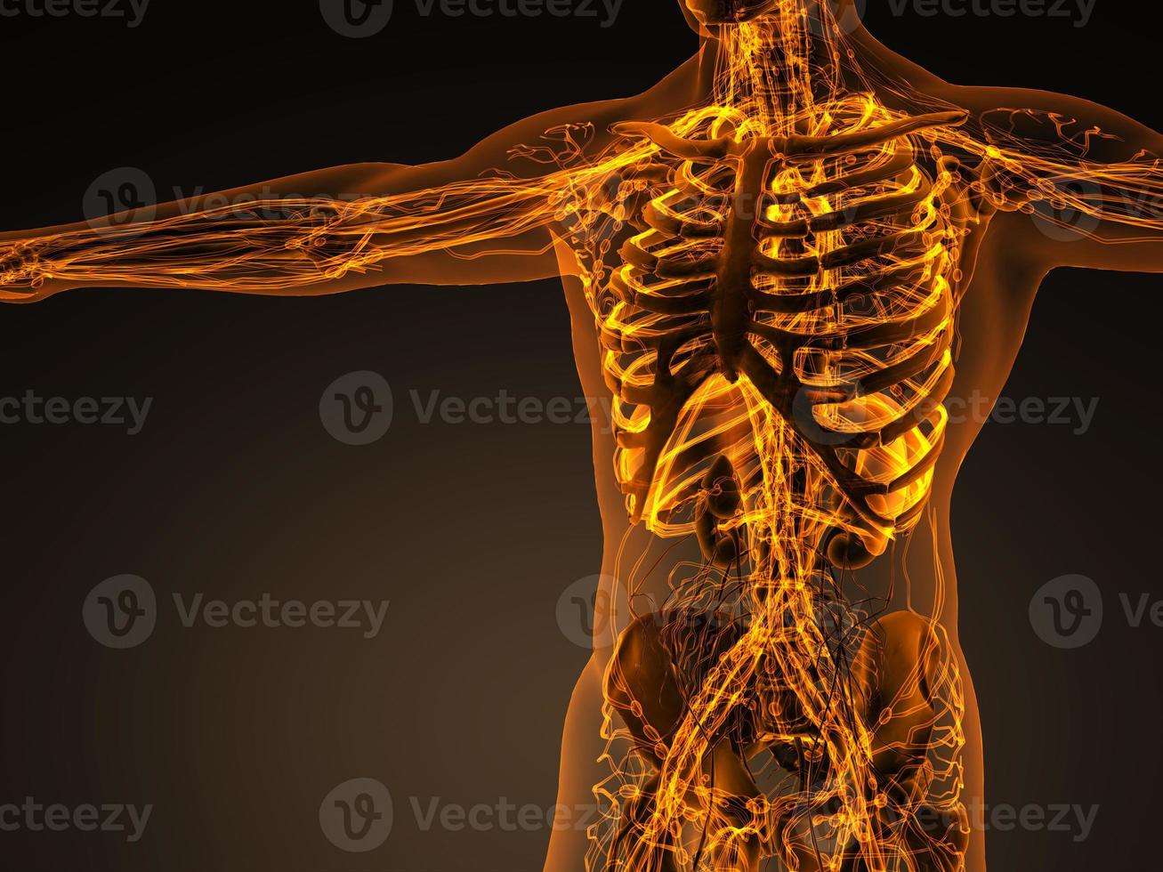 Human circulation cardiovascular system with bones in transparent body photo