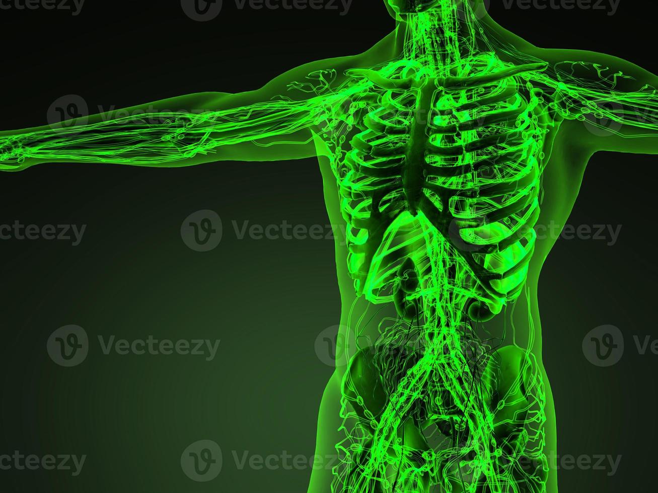 Human circulation cardiovascular system with bones in transparent body photo