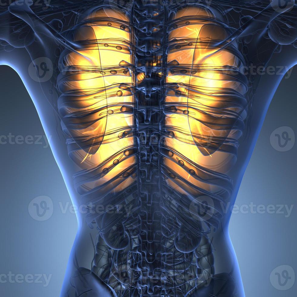 science anatomy of woman body with glow lungs photo