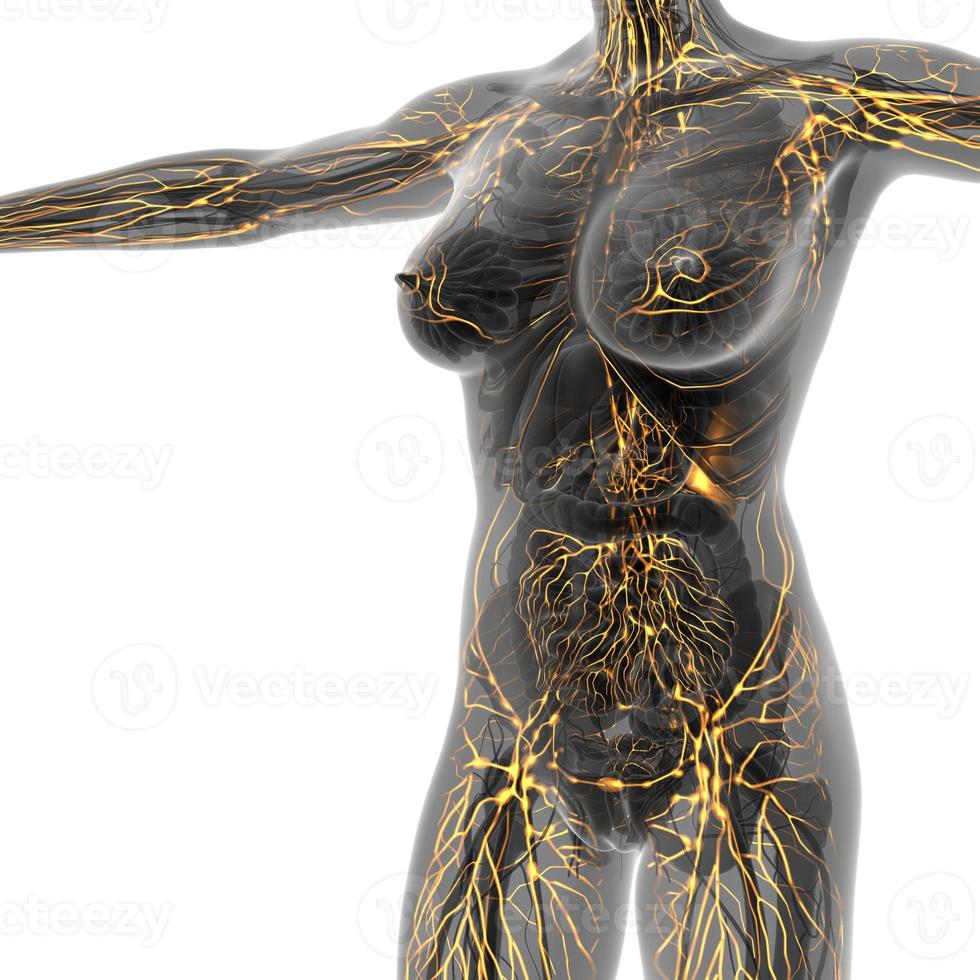 Human limphatic system with bones in transparent body photo