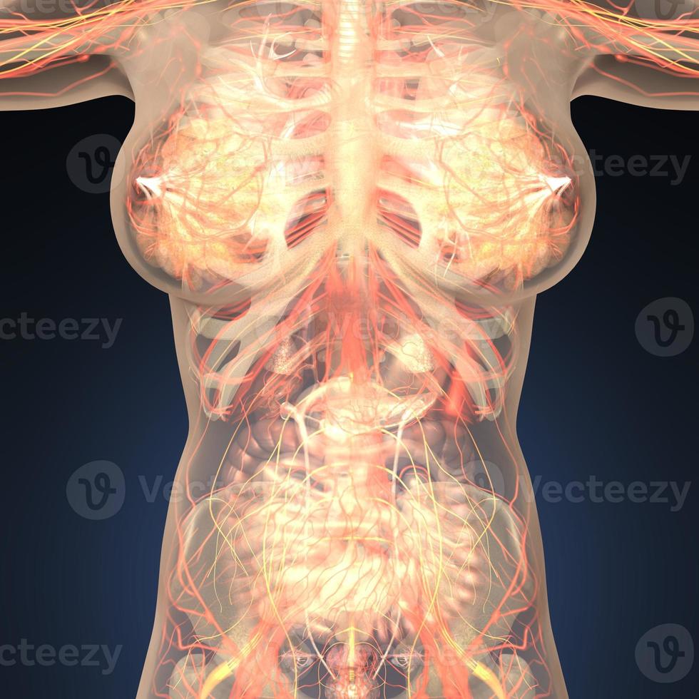 Anatomy of human organs with bones in transparent body photo