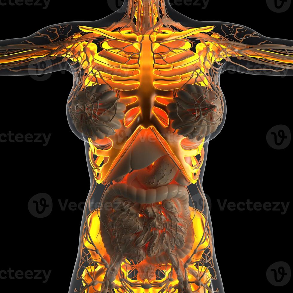 science anatomy of human body in x-ray with glow skeleton bones photo