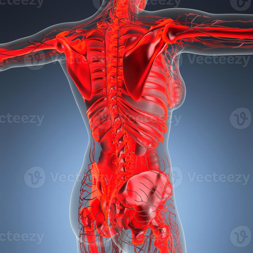 science anatomy of human body in x-ray with glow skeleton bones photo