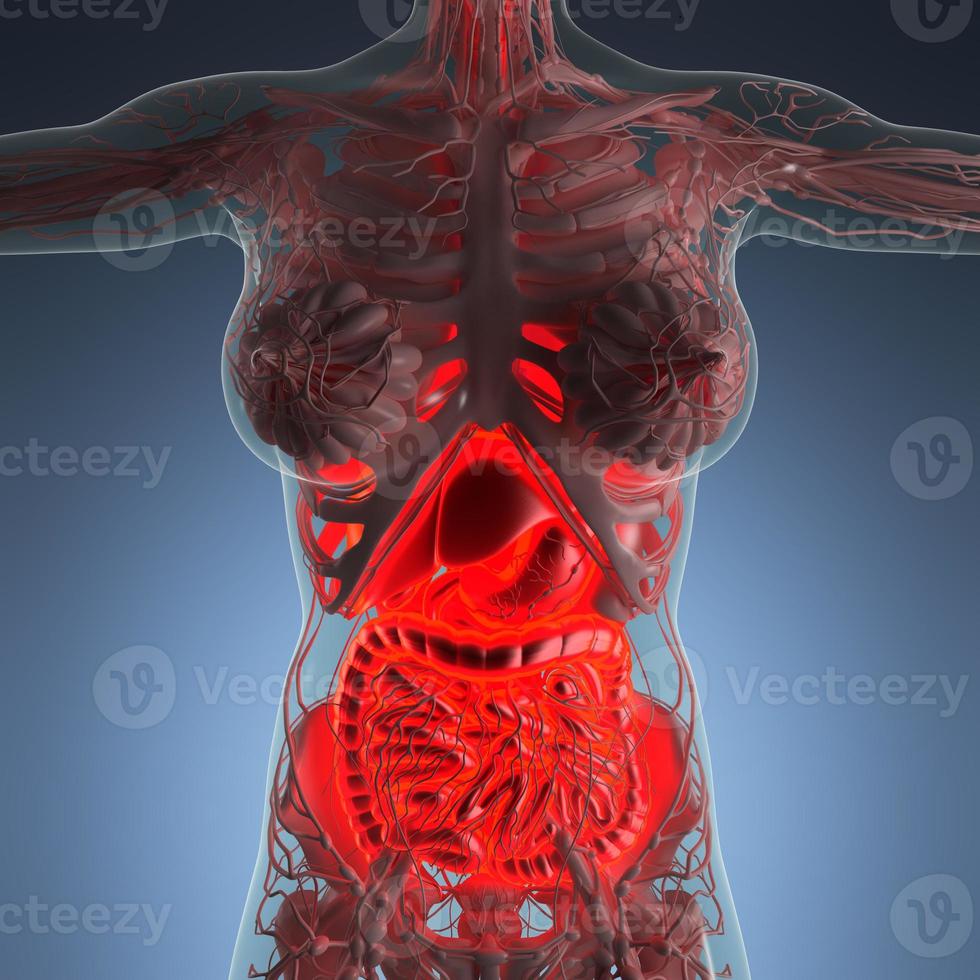 ciencia anatomía del cuerpo de la mujer con sistema digestivo brillante foto