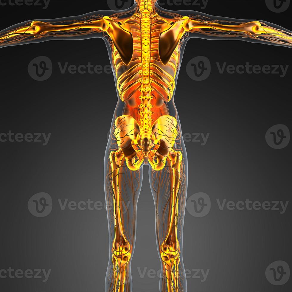 science anatomy of human body in x-ray with glow skeleton bones photo