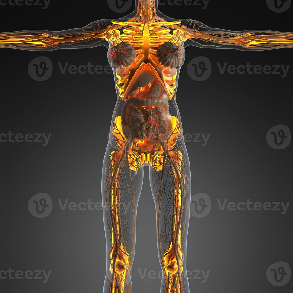 science anatomy of human body in x-ray with glow skeleton bones photo