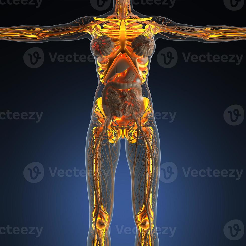 science anatomy of human body in x-ray with glow skeleton bones photo