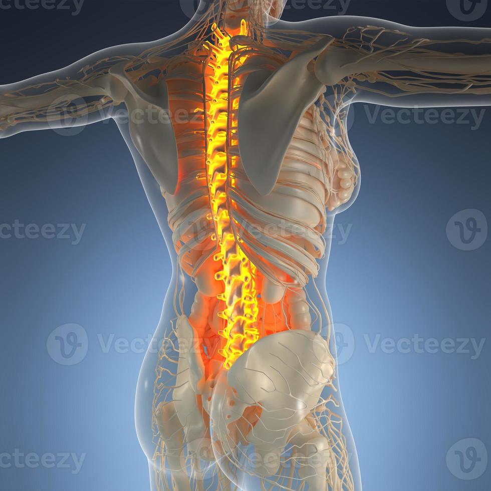science anatomy of human body in x-ray with glow back bones photo