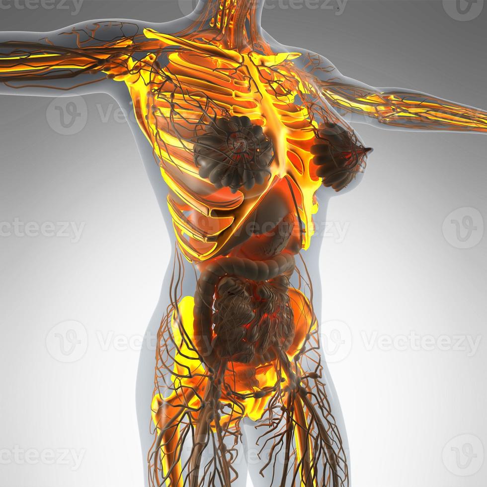 science anatomy of human body in x-ray with glow skeleton bones photo