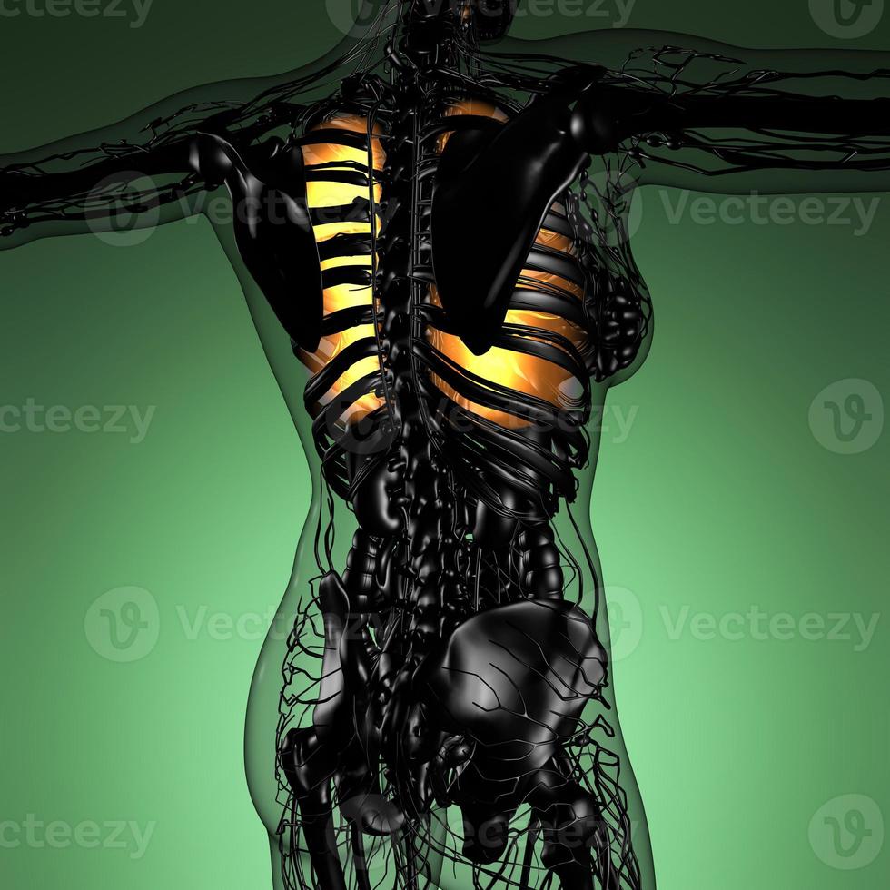 science anatomy of woman body with glow lungs photo