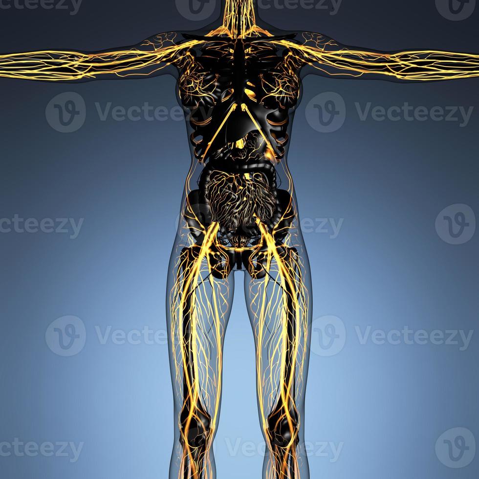 science anatomy of human body in x-ray with glow blood vessels photo