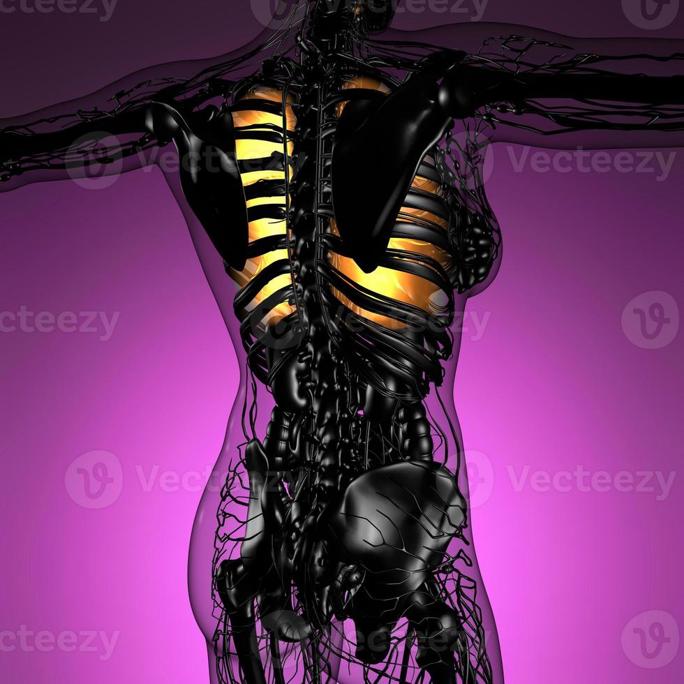 ciencia anatomía del cuerpo de la mujer con pulmones brillantes foto