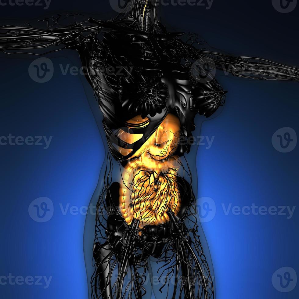 science anatomy of woman body with glow digestive system photo