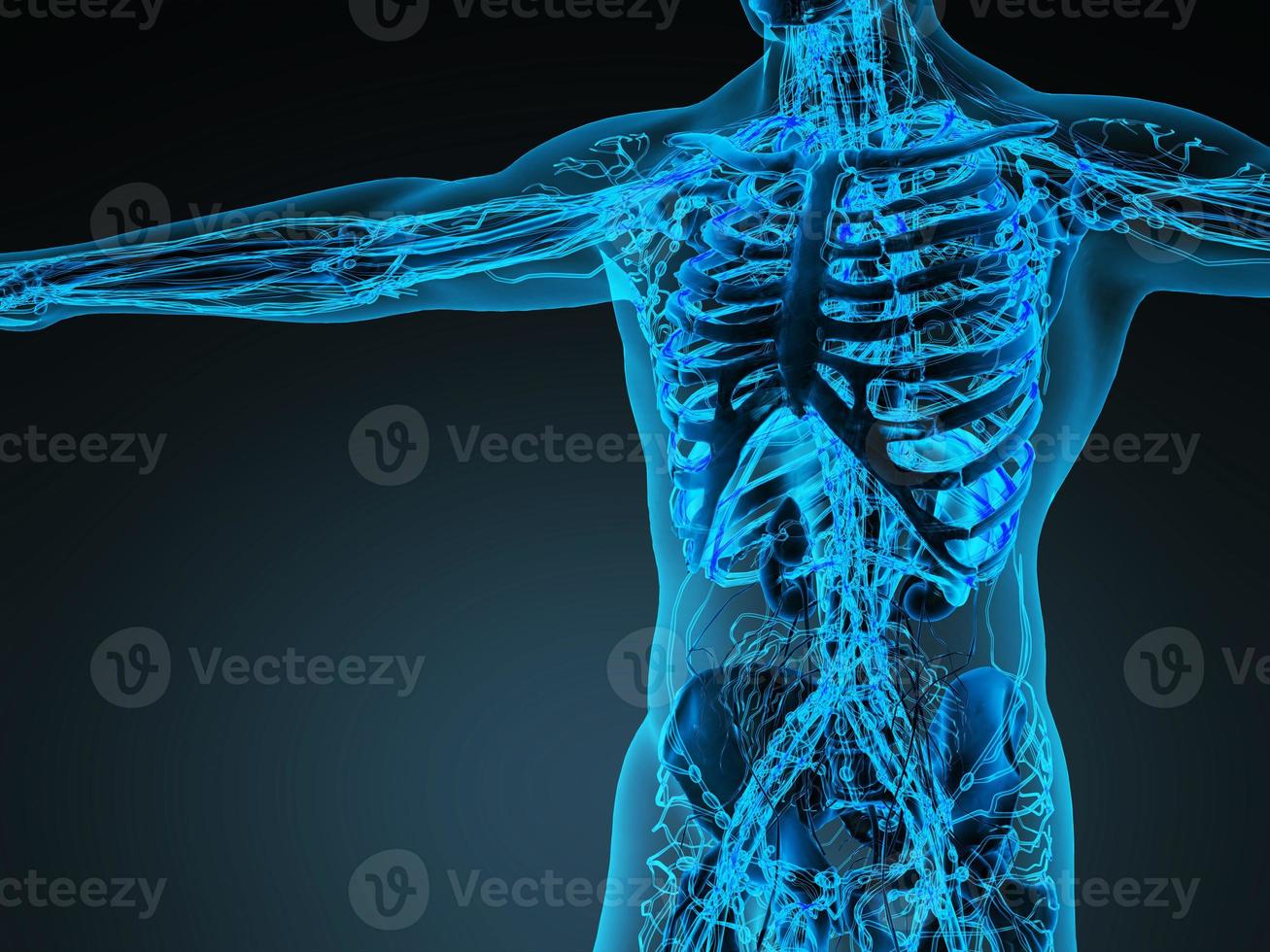 Human circulation cardiovascular system with bones in transparent body photo