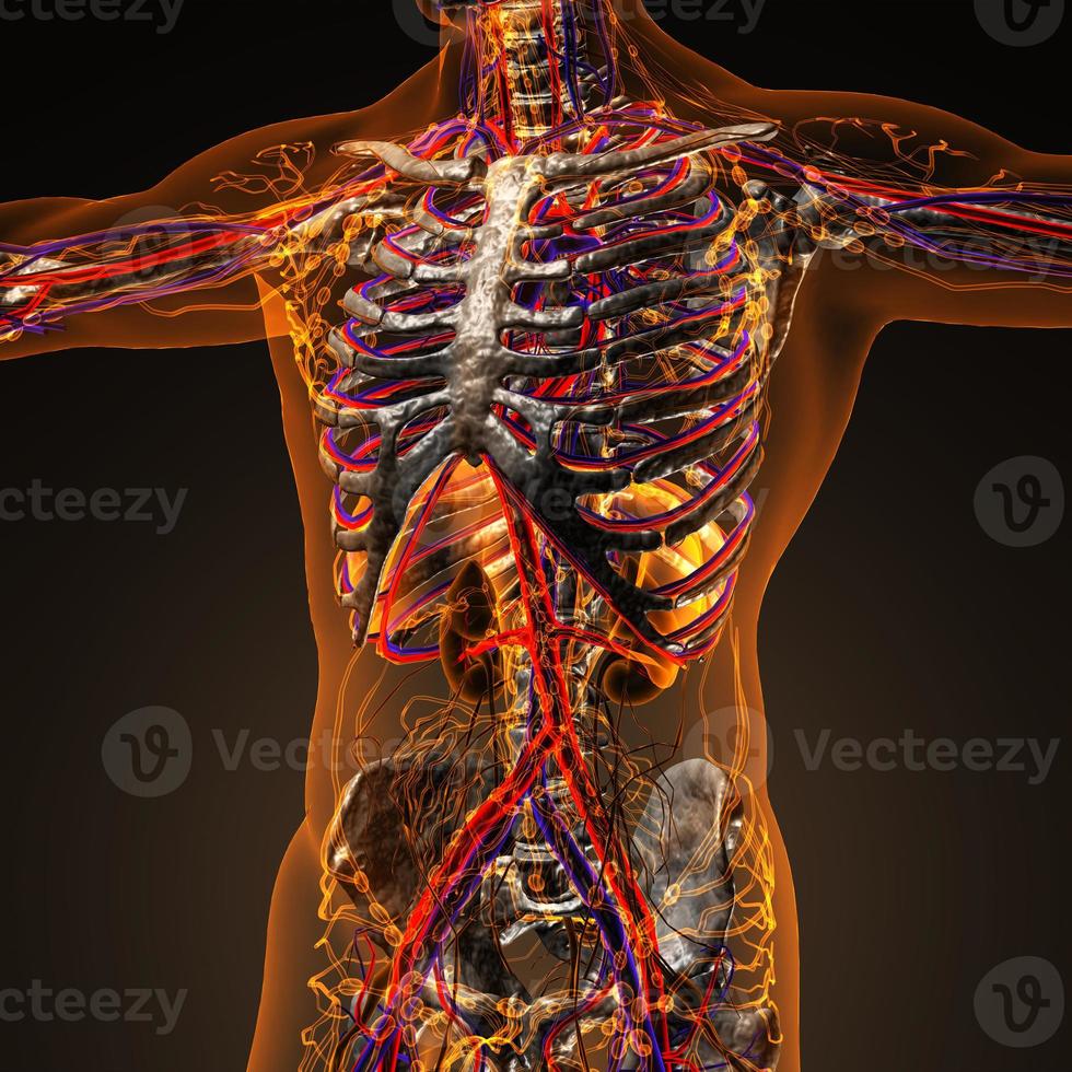 Human circulation cardiovascular system with bones in transparent body photo