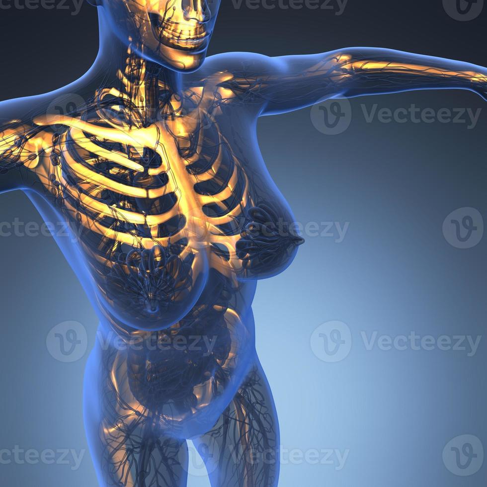 science anatomy of human body in x-ray with glow skeleton bones photo