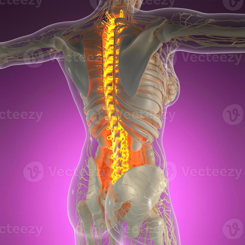 ciencia anatomía del cuerpo humano en rayos x con huesos brillantes foto
