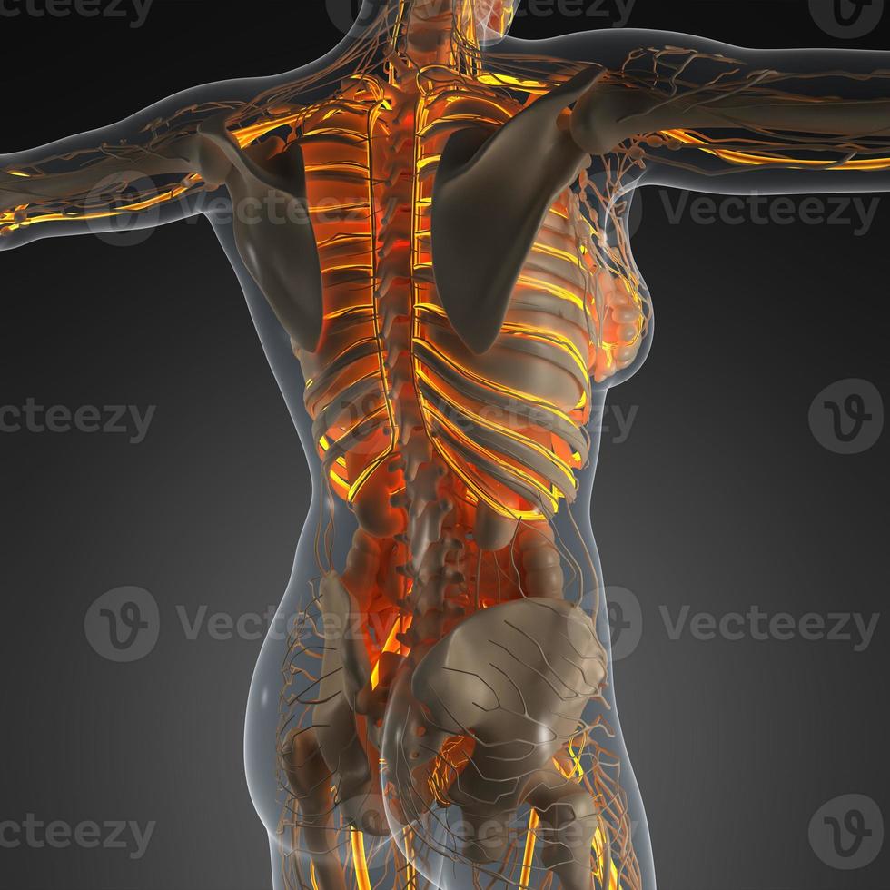 science anatomy of human body in x-ray with glow blood vessels photo