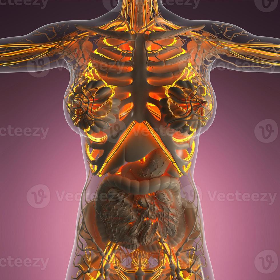 science anatomy of human body in x-ray with glow blood vessels photo