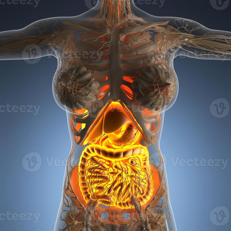 science anatomy of woman body with glow digestive system photo