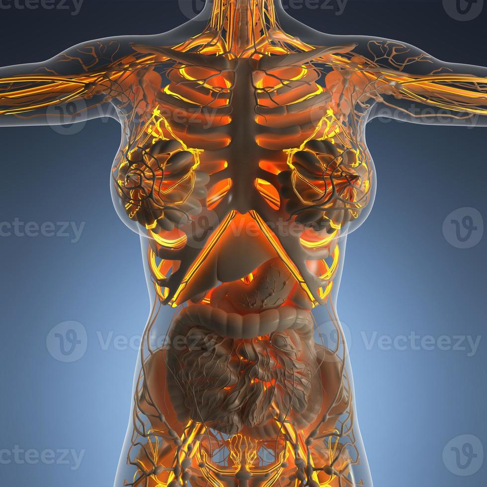 science anatomy of human body in x-ray with glow blood vessels photo