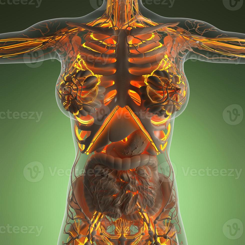 science anatomy of human body in x-ray with glow blood vessels photo