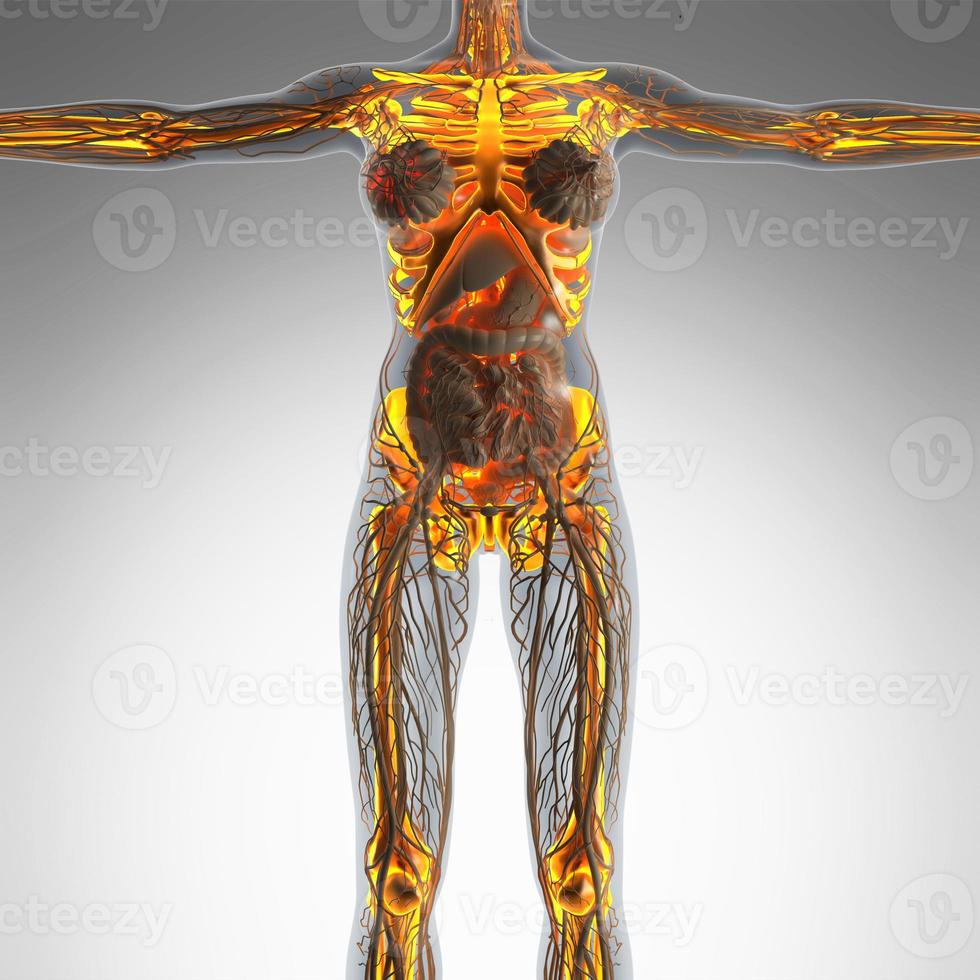 science anatomy of human body in x-ray with glow skeleton bones photo