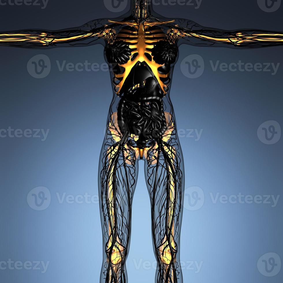 science anatomy of human body in x-ray with glow skeleton bones photo