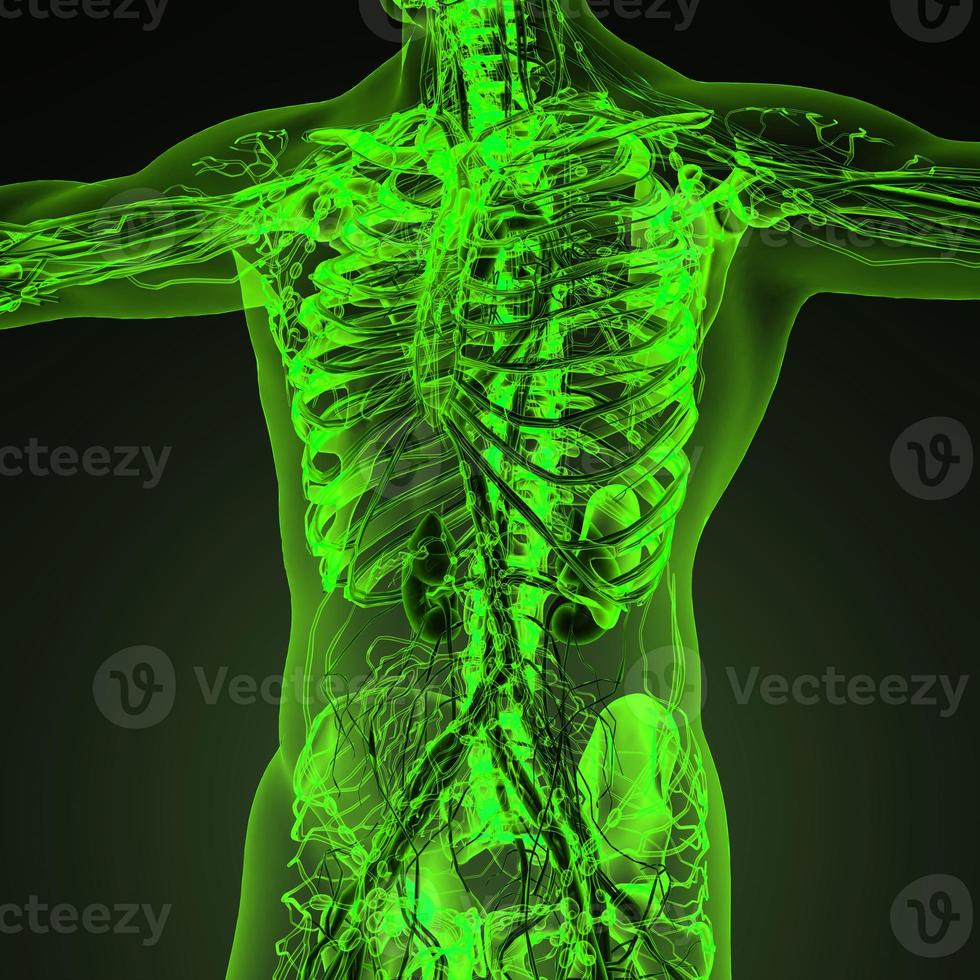 Human circulation cardiovascular system with bones in transparent body photo