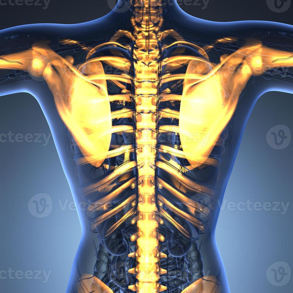 science anatomy of human body in x-ray with glow skeleton bones photo