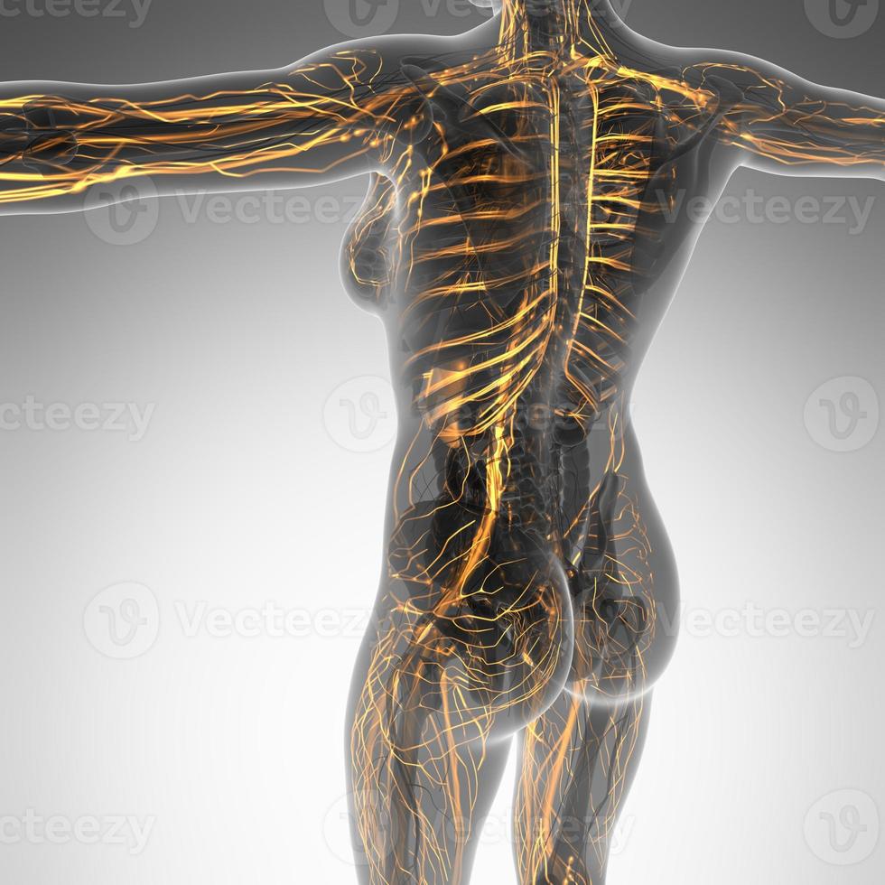 science anatomy of human body in x-ray with glow blood vessels photo