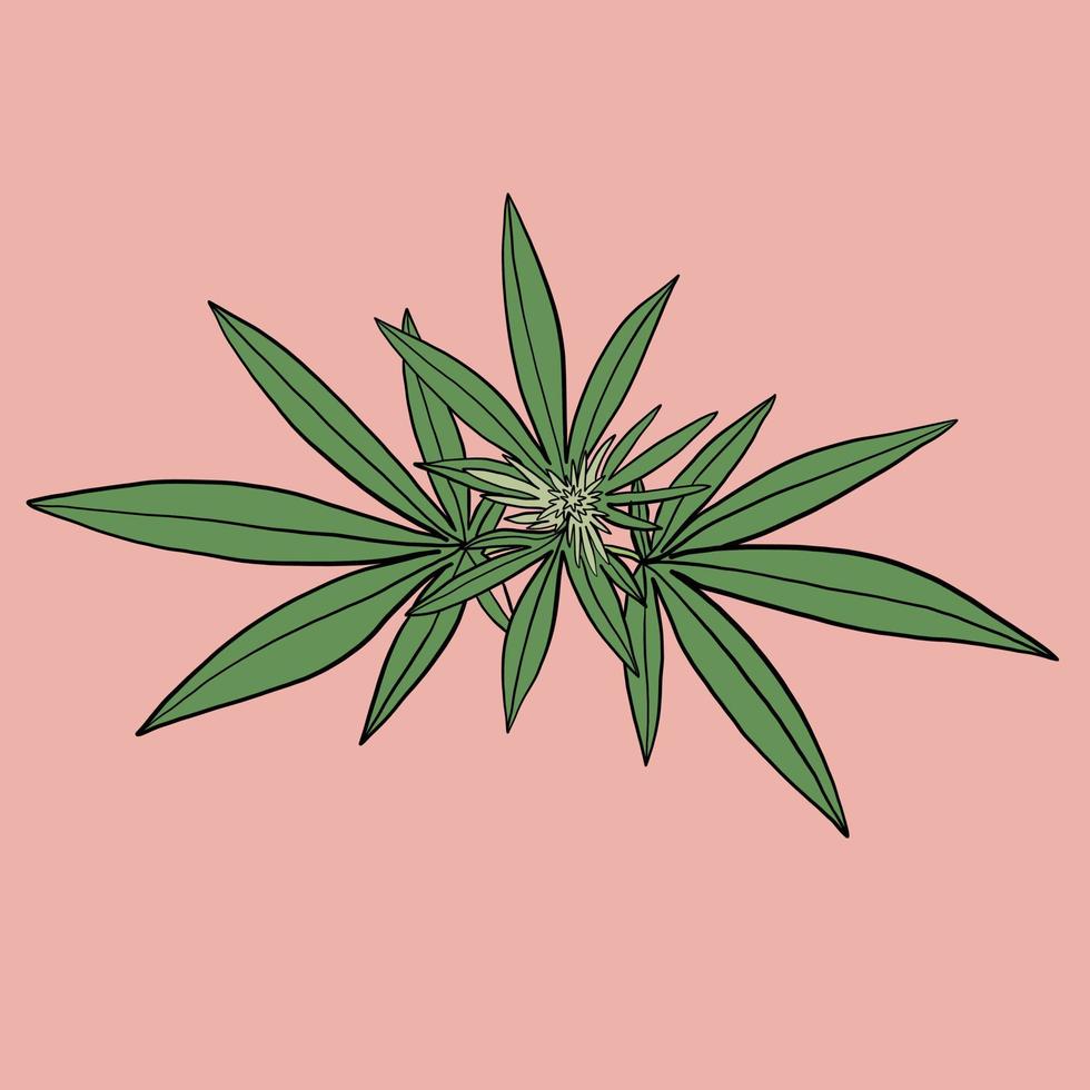 simplicity cannabis leaf freehand drawing flat design. vector